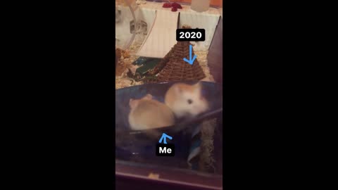 Uk Hamster S Life Spins Out Of Control Spectee