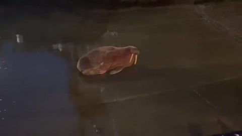 Cleveland Browns rally skunk at FirstEnergy Stadium